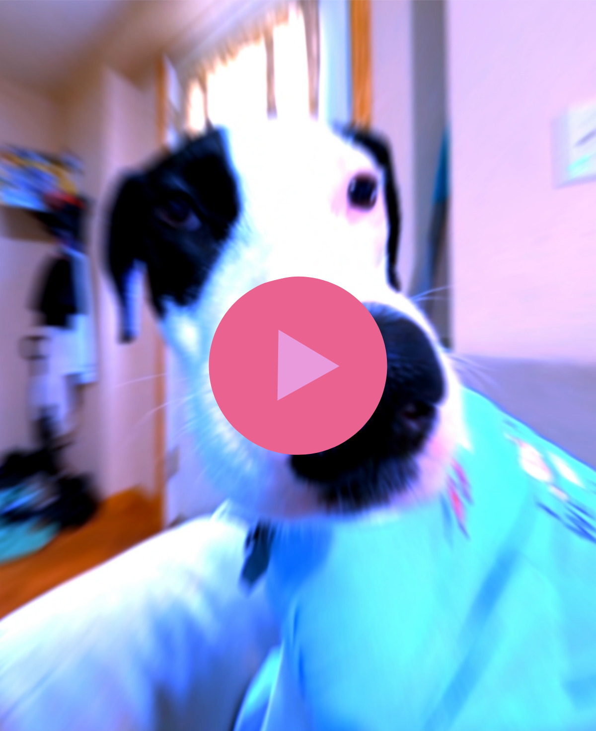 preview of video gallery